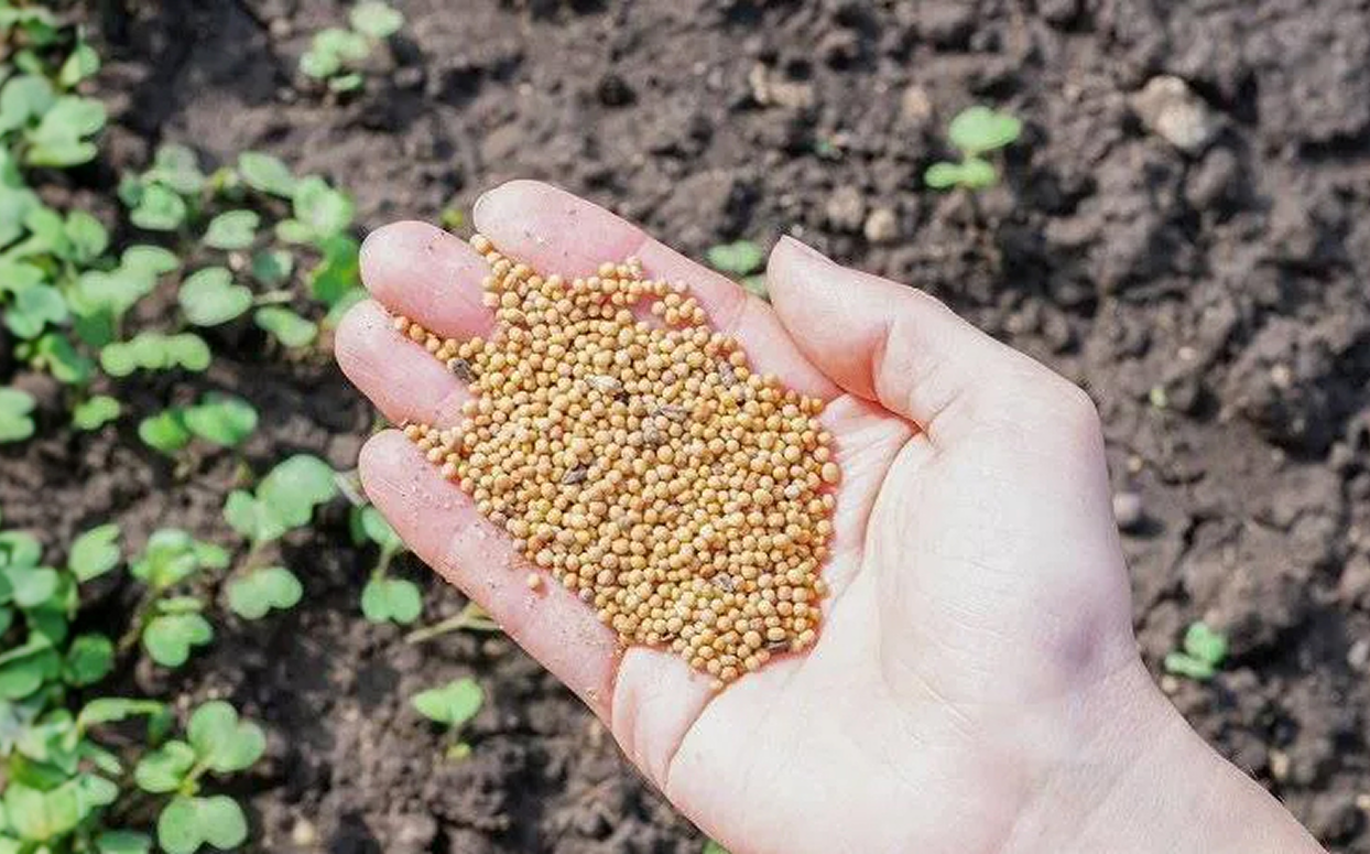 Green Manure Crops: Natural Fertilizer for Fertile Soil